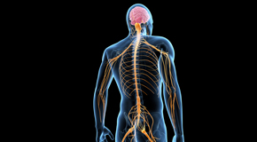 Sitka chiropractic  and spinal manipulation benefits for back and neck pain